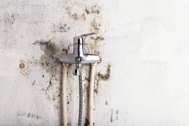 Mold Removal Process in Friedens, PA