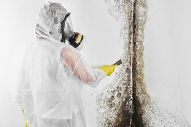 Best Attic Mold Removal  in Friedens, PA