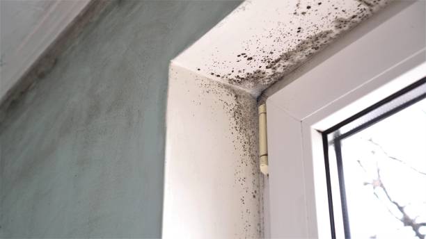 Best Toxic Mold Removal  in Friedens, PA