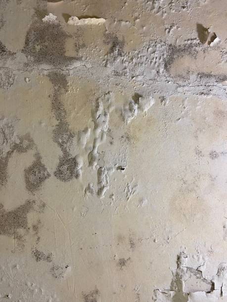 Best Best Mold Removal Companies  in Friedens, PA