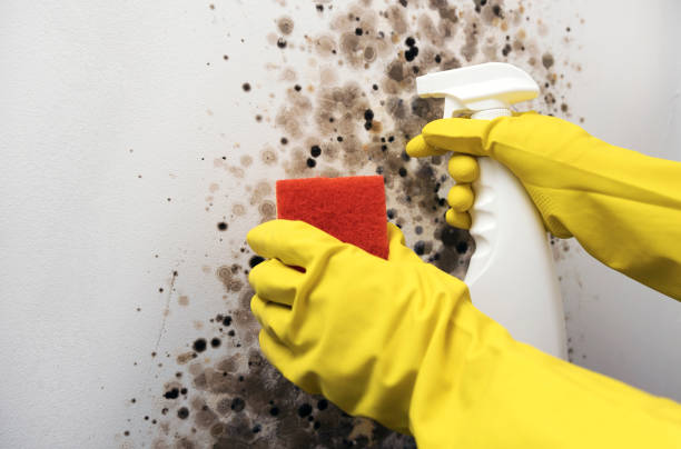 Best Mold Cleaning Services  in Friedens, PA