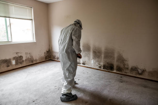 Best Commercial Mold Removal  in Friedens, PA