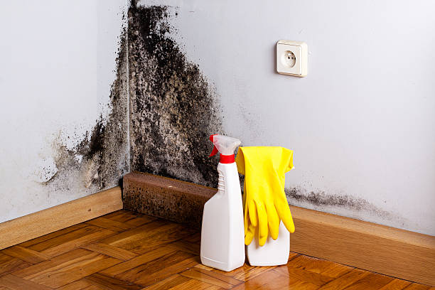 Best Crawl Space Mold Removal  in Friedens, PA