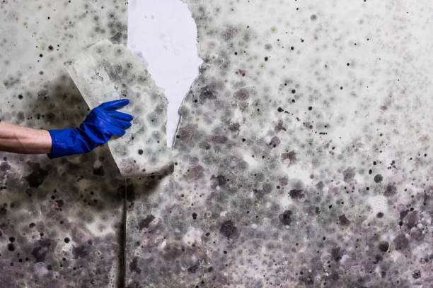 Best Certified Mold Removal  in Friedens, PA