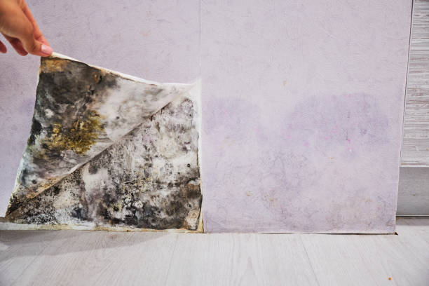 Best Black Mold Removal  in Friedens, PA